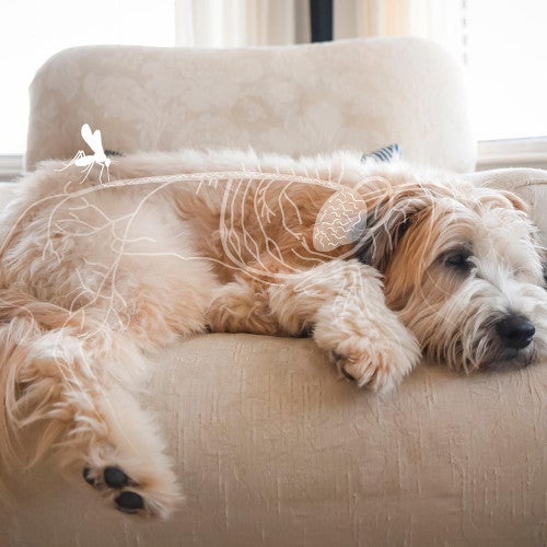 Photo illustration showing a dog affected by heartworm