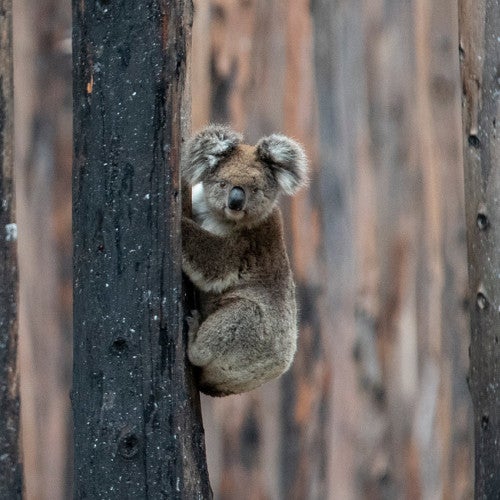 Koala in charred trees after the Australia wildfires