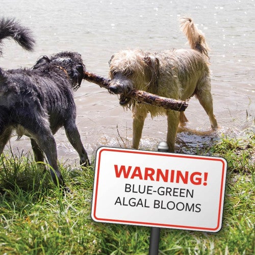 Dogs playing in water with superimposed sign stating: "Warning! Blue-green algal blooms"