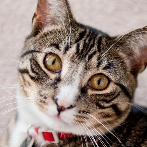 Portrait of a tabby cat