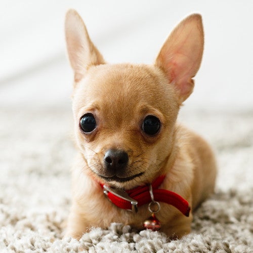 Portrait of a small dog laying on carpet