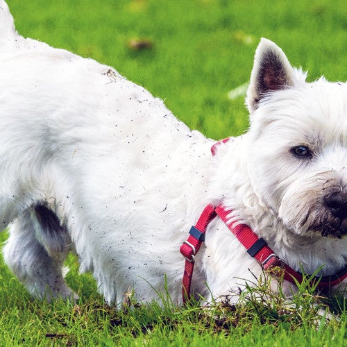 Dog digging in the grass