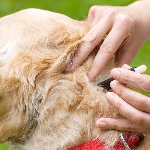 A person puts tick medicine on the back of a golden retriever's neck