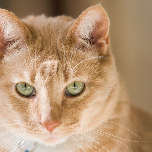 Portrait of an orange cat