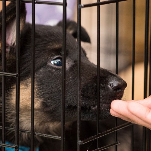 Positive reinforcement will help you crate train your dog
