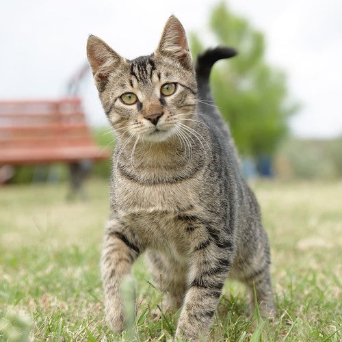 A cute cat walking outdoors