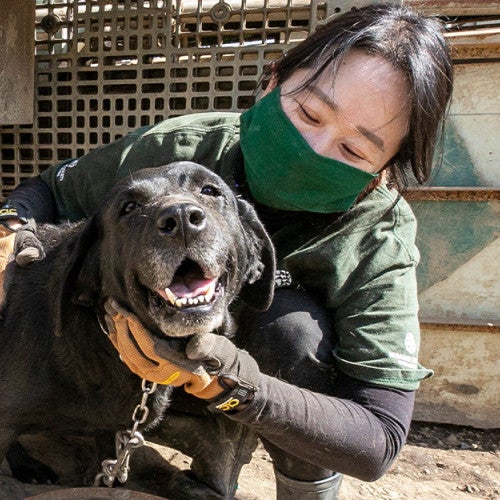 dog being rescued from a dog meat farm in South Korea by HSI