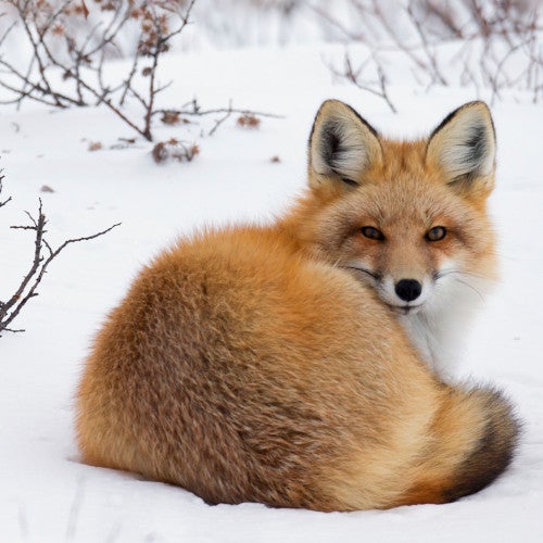 Red Fox Laying In The Snow