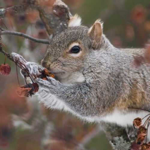Gray Squirrel in tree eating berries