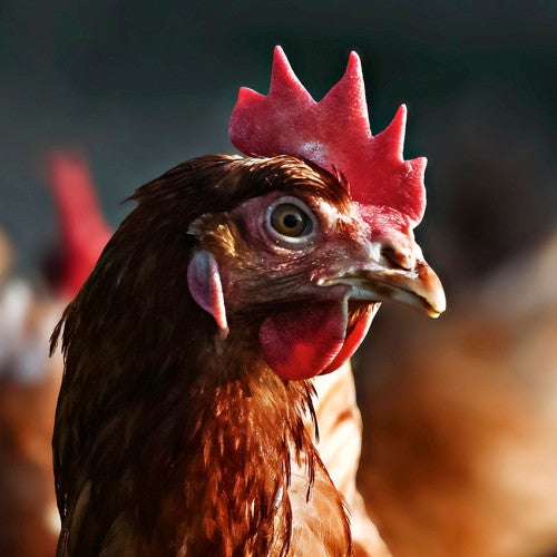 Domestic chicken, brown laying hen