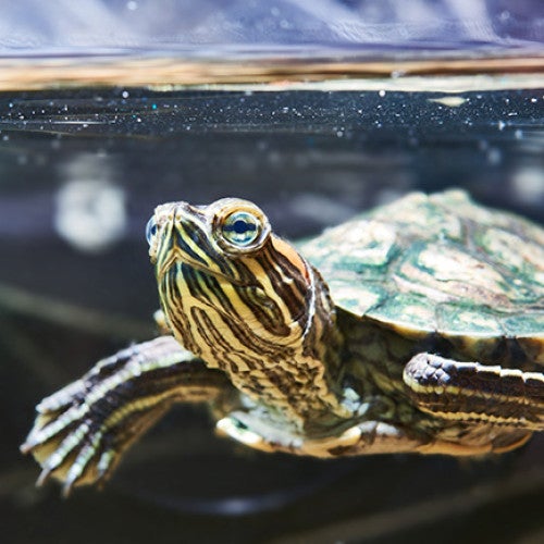 Pet turtle in a home aquarium