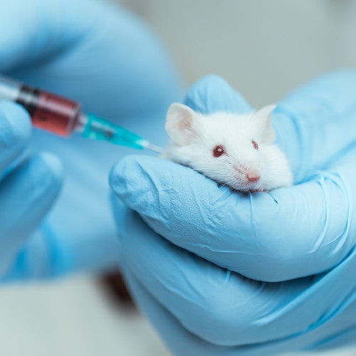 Mouse being injected