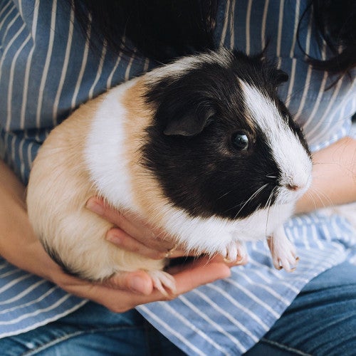 Woman holding pet guinea pig