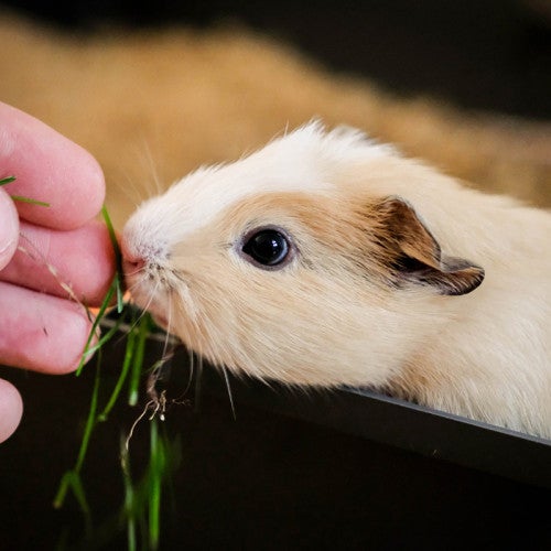 Hand-feeding a baby guinea pig some grass