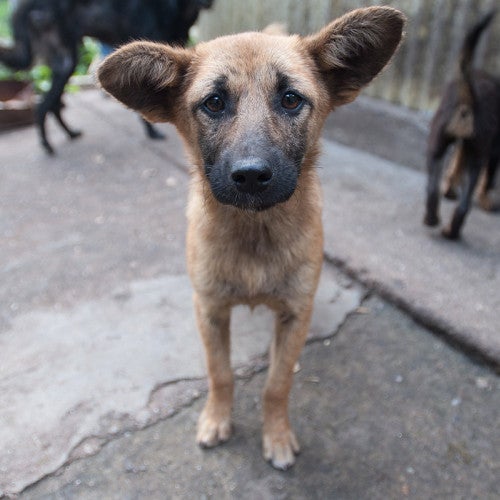 Street dog in Bhutan