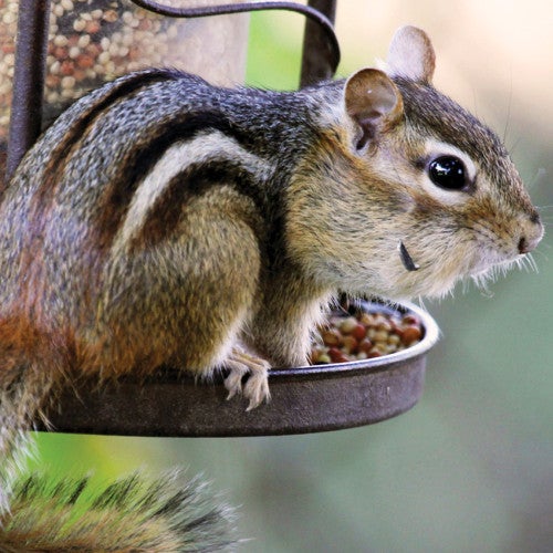 chipmunk on a bird feeder