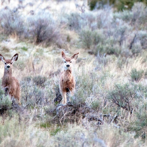 Deer at Greenwood Preserve in Oregon