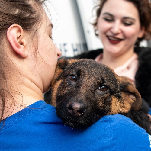 HSUS staff helping with a transport of puppy mill rescue dogs