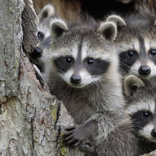 baby raccoons in a hollow tree