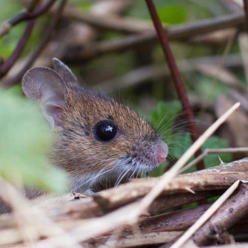 small mouse hiding in brush