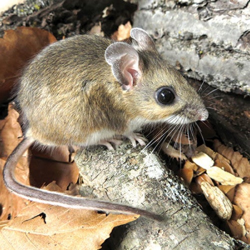 Photo os a white footed mouse