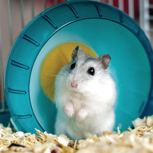 Photo of a cute white gerbil