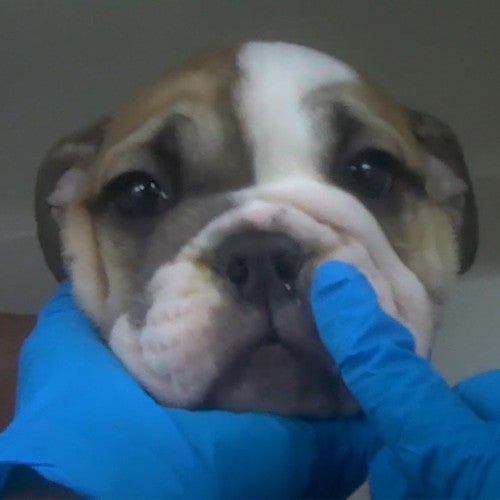 undercover photo of a sick puppy