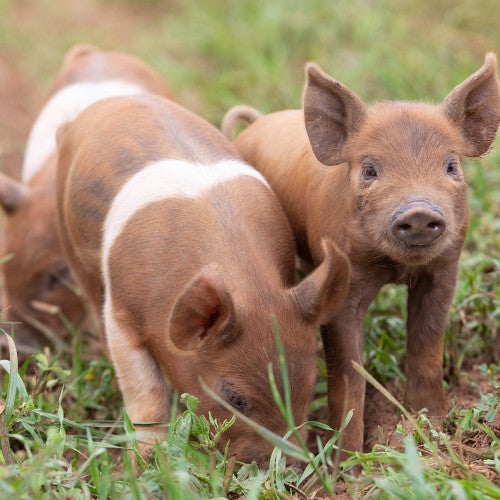 Brown piglets in a grassy field