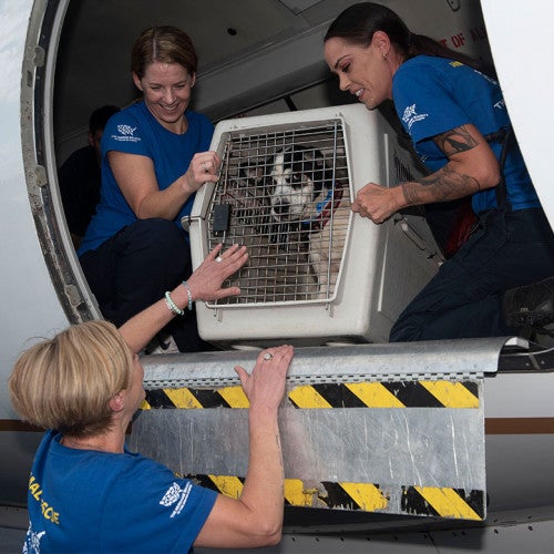 Three peopl helping a dog from a transport plane
