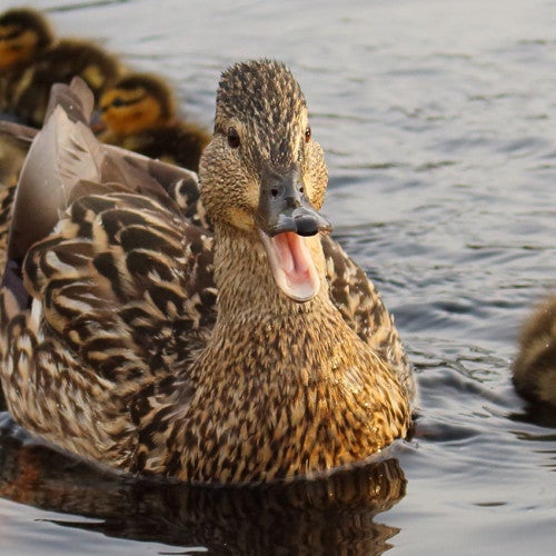 mother duck with her ducklings swimming in water