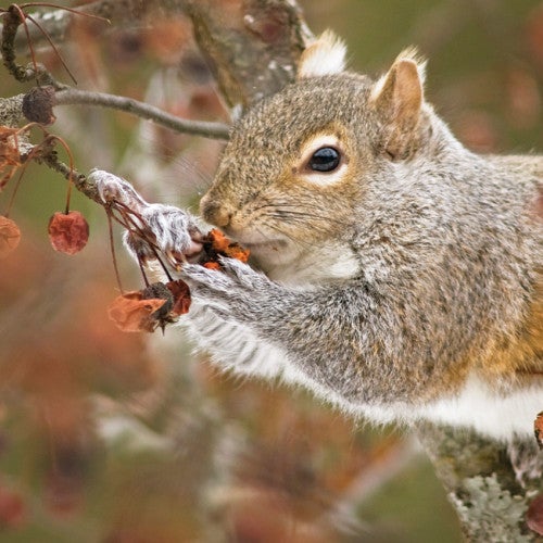 Gray squirrel eating in a tree