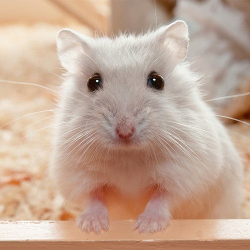 pet hamster looking at the camera with soulful eyes