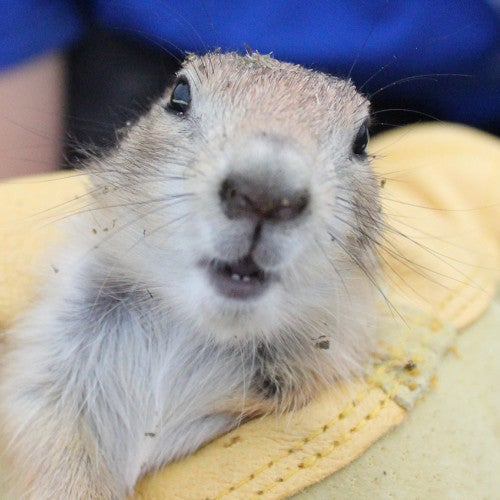 Prairie dog held by Humane World for Animals member doing habitat and translocation work