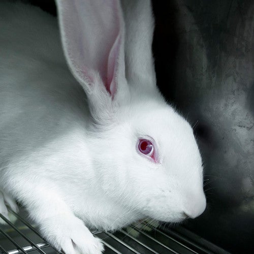 Photo of a test rabbit scared in its cage.