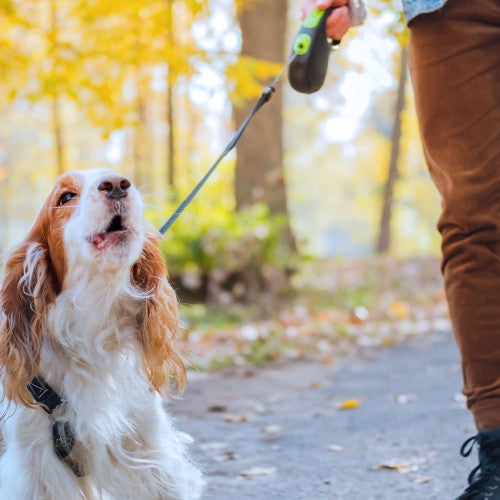 A man walking a barking dog