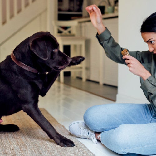 A woman trains her black lab who lifts his paw playfully for a shake