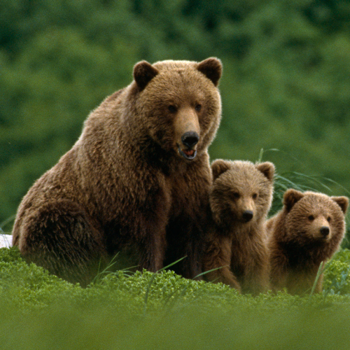 Grizzly bear mother with two cubs