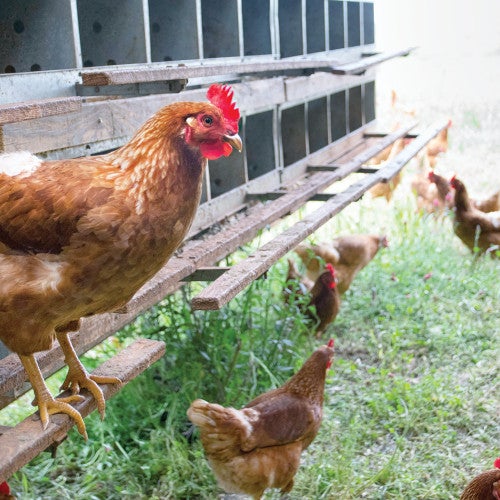 Photo of a hen in an free-range farm