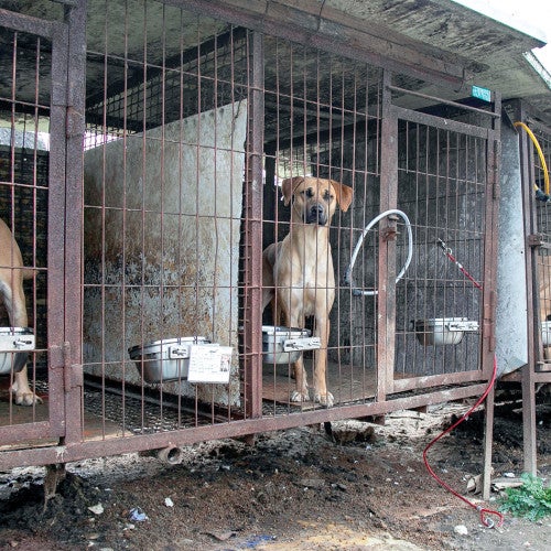 Dogs in dirty cages in a dog meat farm
