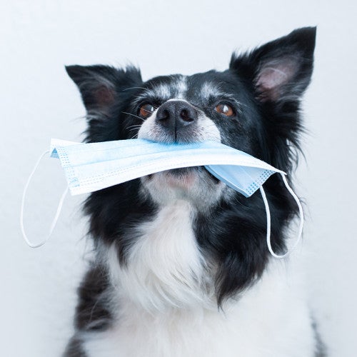 A black and white dog holding a face mask in her mouth