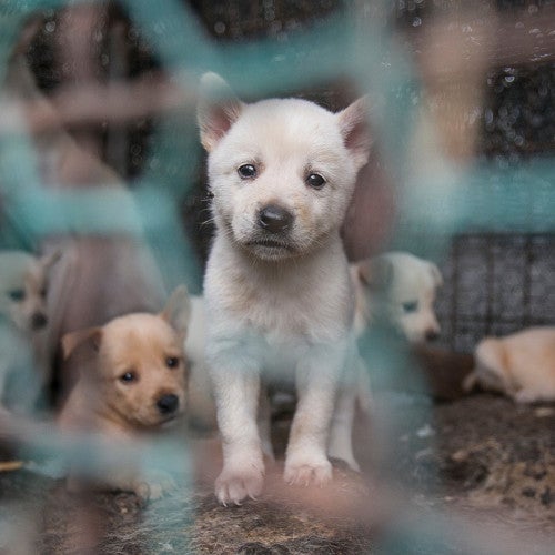 A puppy looks desperately through a chainlink cage full of despondant puppies