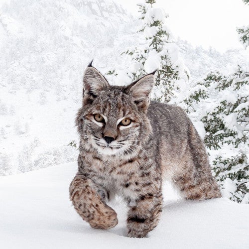 Bobcat in snow