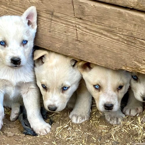 Several dusty puppies are huddled in a hole under the foundation of a deck, peeking out nervously