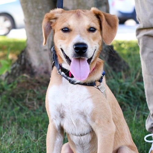 Happy dog at outdoor adoption event for animals in shelter