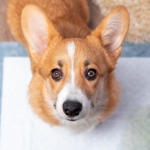 Corgi using a wet pad to potty train a puppy