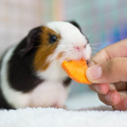 Guinea pig being fed a carrot. Learn more about what guinea pigs can eat. 