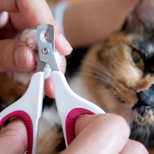 A person showing how to trim claws on a calm cat
