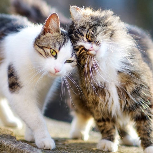 Two outdoor cats, also known as community or feral cats, comfort each other