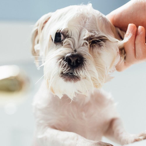 dog getting sprayed by skunk getting bath to get rid of skunk smell