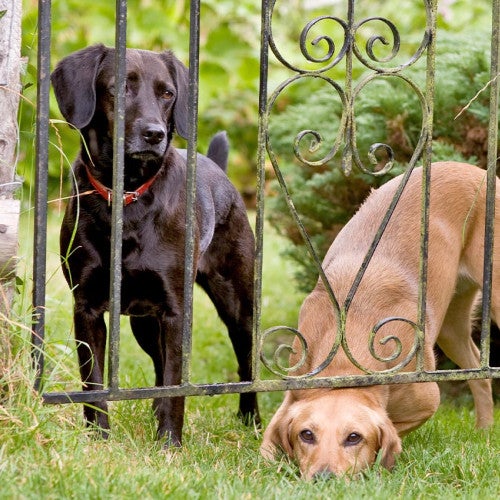 Two bored dogs trying to escape from yard squeeze under fence